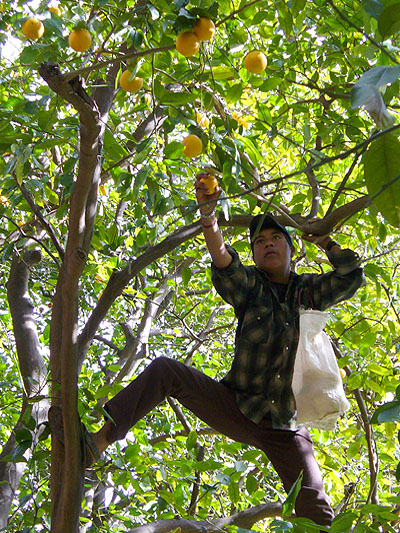 Carlos picks us some oranges